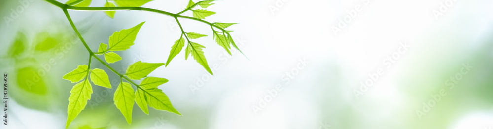 Amazing nature view of green leaf on blurred greenery background in garden and sunlight with copy space using as background natural green plants landscape, ecology, fresh wallpaper. Amazing nature view of green leaf on blurred greenery background in garden and sunlight with copy space using as background natural green plants landscape, ecology, fresh wallpaper.