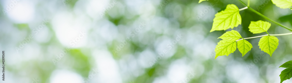 Amazing nature view of green leaf on blurred greenery background in garden and sunlight with copy space using as background natural green plants landscape, ecology, fresh wallpaper. Amazing nature view of green leaf on blurred greenery background in garden and sunlight with copy space using as background natural green plants landscape, ecology, fresh wallpaper.