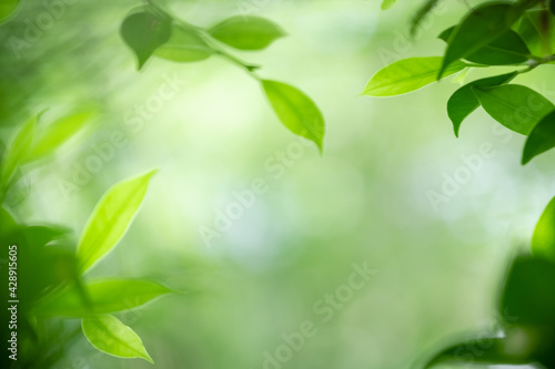 Amazing nature view of green leaf on blurred greenery background in garden and sunlight with copy space using as background natural green plants landscape  ecology  fresh wallpaper.