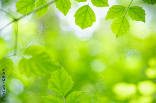 Amazing nature view of green leaf on blurred greenery background in garden and sunlight with copy space using as background natural green plants landscape, ecology, fresh wallpaper. © Torkiat8