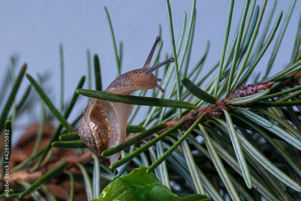 close-up of a snail on a branch close-up of a snail on a branch