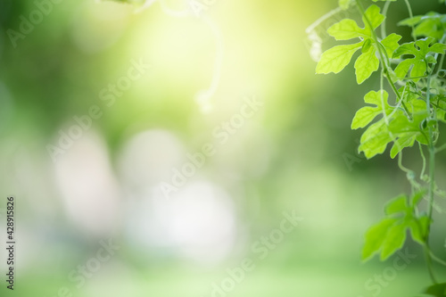 Amazing nature view of green leaf on blurred greenery background in garden and sunlight with copy space using as background natural green plants landscape  ecology  fresh wallpaper.