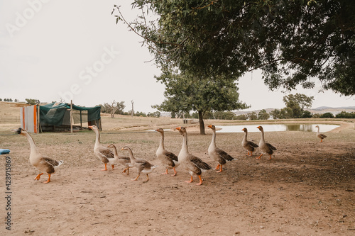 Canvastavla A gaggle of geese walking near dam on country property