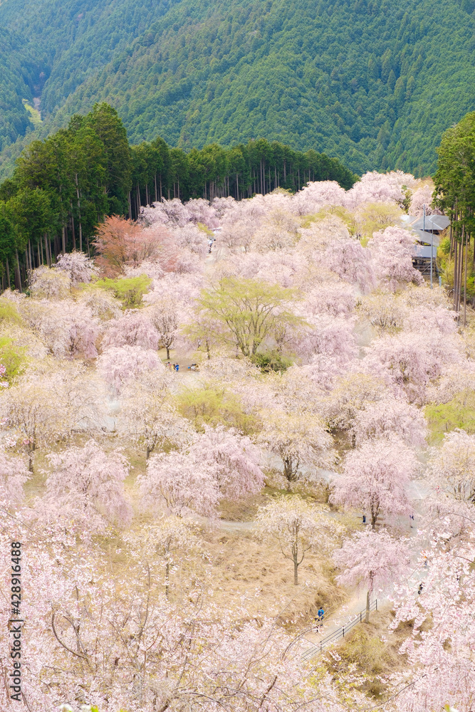 高見の郷のしだれ桜　奈良県　