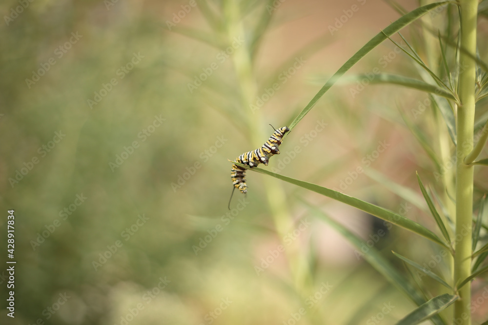 Close up image of single striped caterpillar crawling on leaves of swan tree in the garden Close up image of single striped caterpillar crawling on leaves of swan tree in the garden