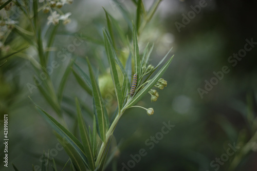 Close up image of single striped caterpillar crawling on leaves of swan tree in the garden