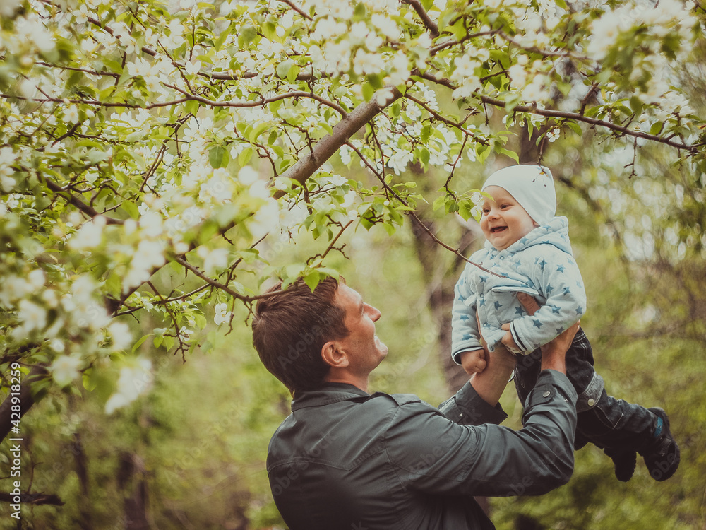 Fototapeta premium Small cute baby boy with his father walking in spring park outdoor. Man raises his little son on his hands. Blooming trees in the garden. Smile and parent care