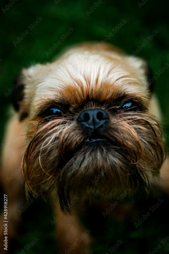 Dark and moody portrait image of brown Brussels Griffon dog looking intensely at camera Dark and moody portrait image of brown Brussels Griffon dog looking intensely at camera