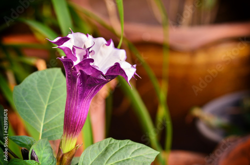 Brugmansia Pers  flower in garden photo