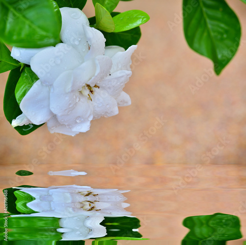 Beautiful Gardenia with morning dew