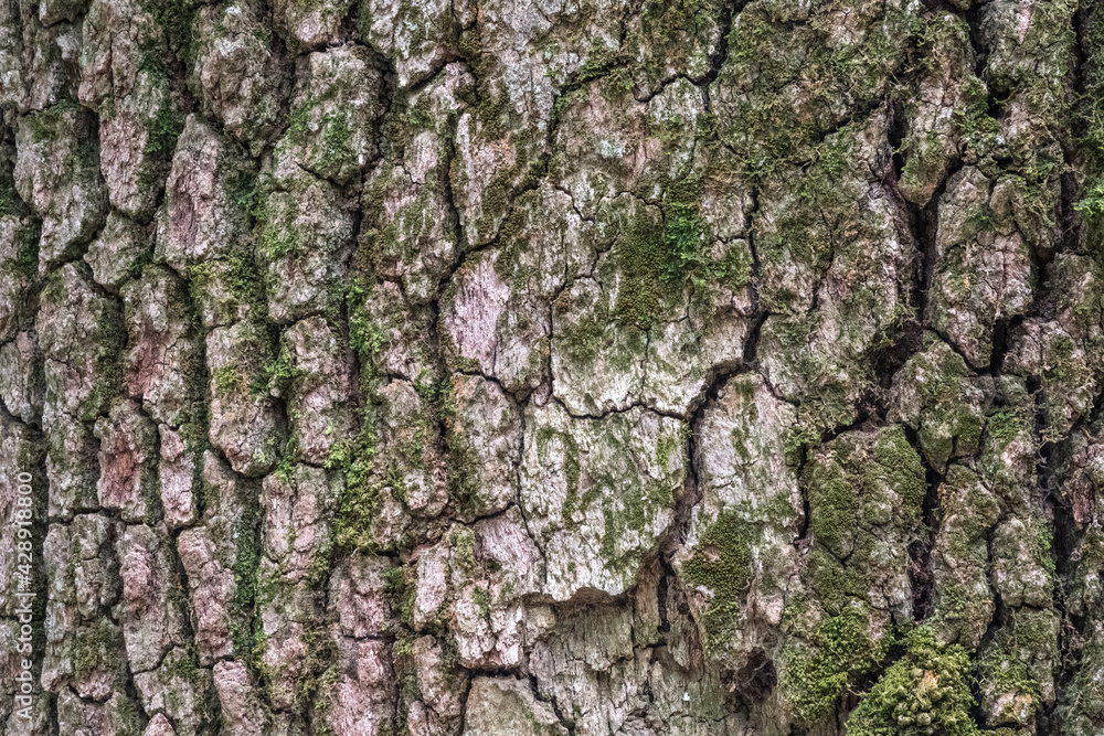 Bark of pine tree. Natural coniferous bark background Bark of pine tree. Natural coniferous bark background