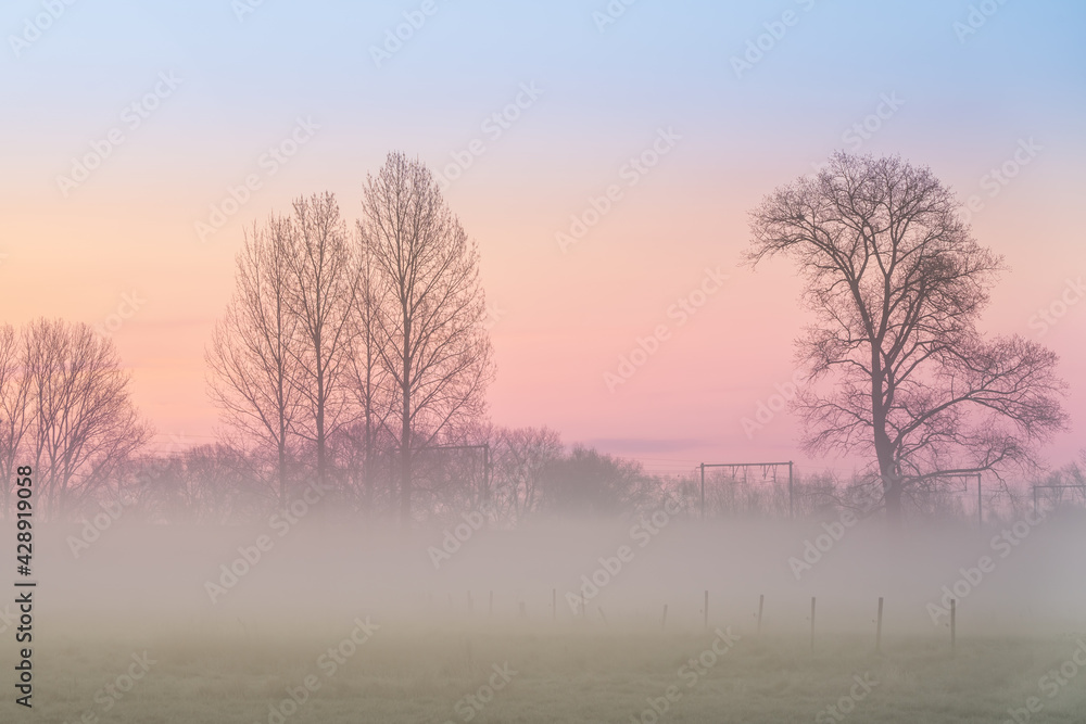 fog over the grassland