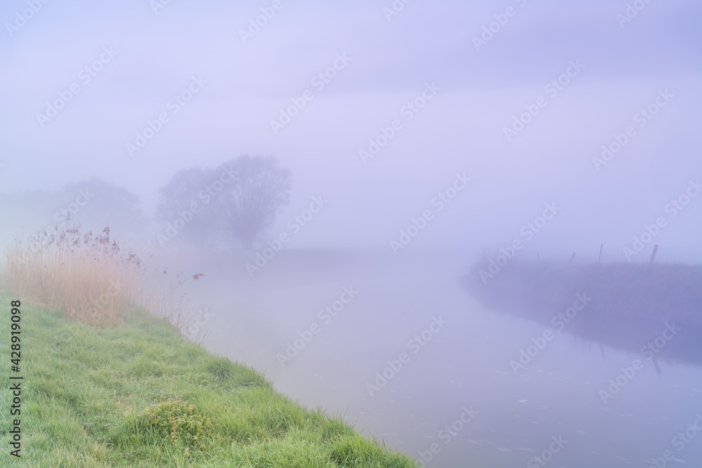 Tree in the mist at the river