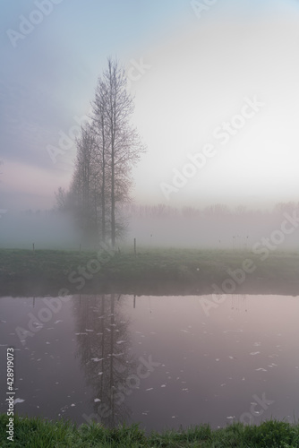 Tree in the mist at the river