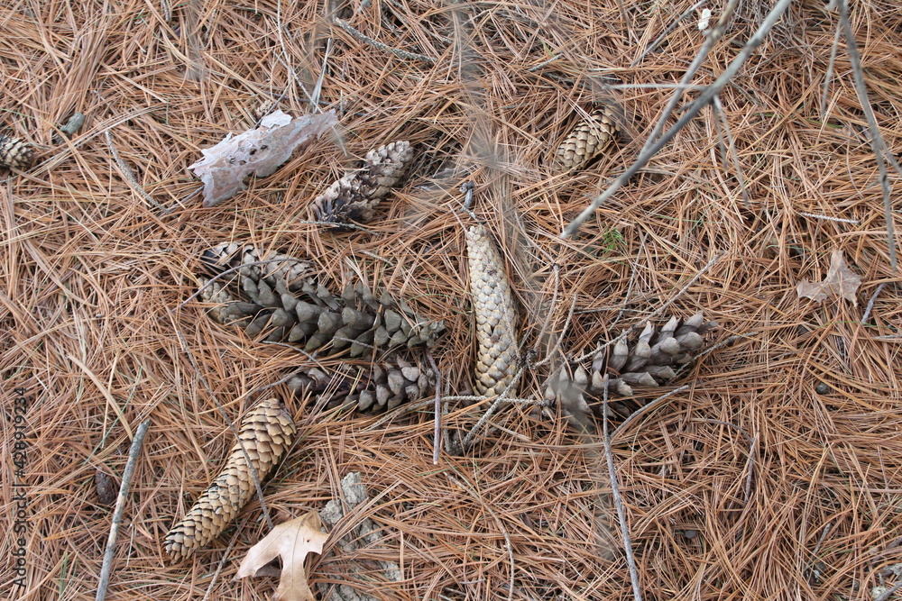 Obraz premium pine cones and pine needles