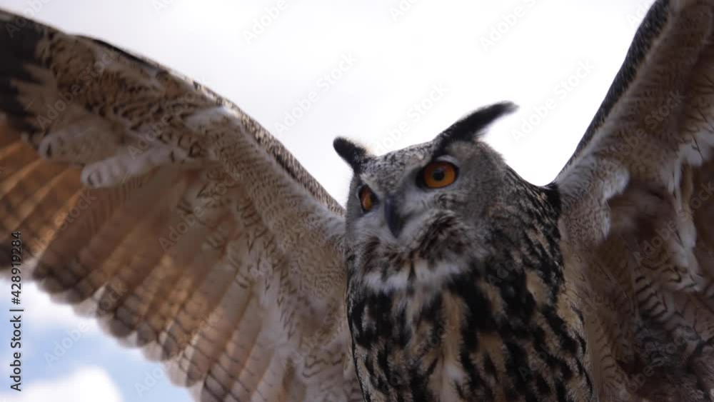 Slow motion eagle owl extending wings and flapping Slow motion eagle owl extending wings and flapping