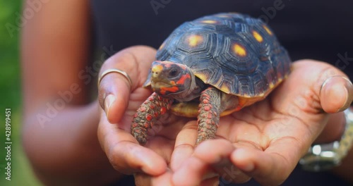 Slight camera orbit of Red footed tortise in female african american hands photo