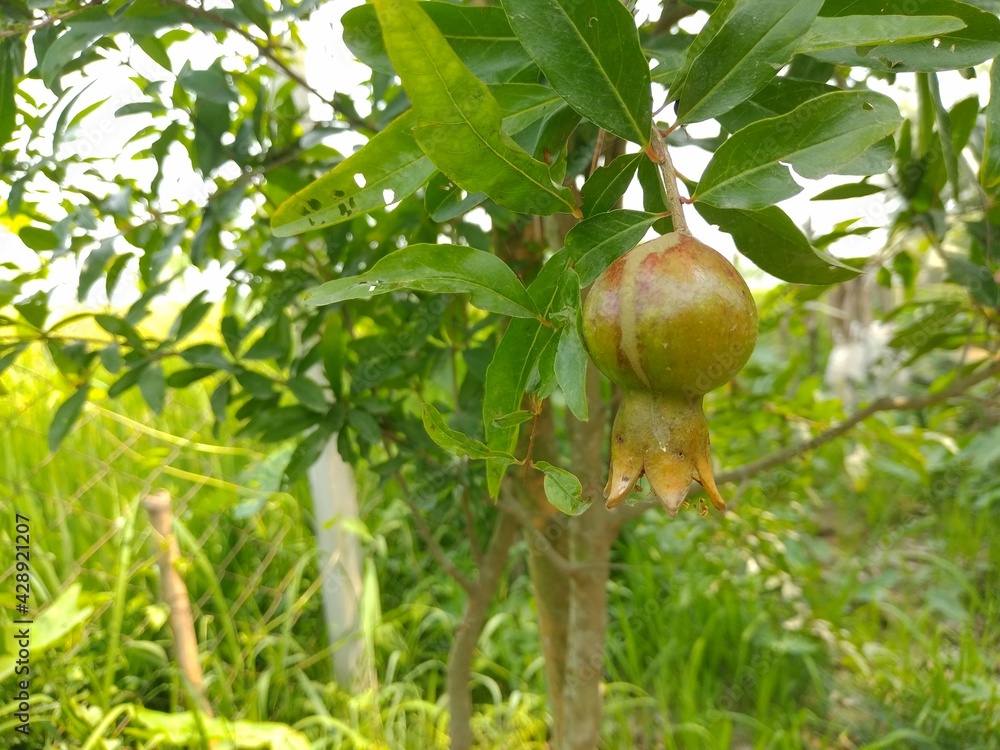 Small Pomegranate fruit