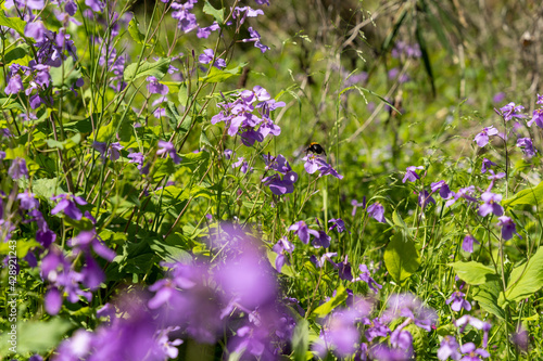 flowers in the field
