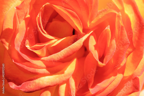 Orange Rose in Bloom in Springtime in Northern California