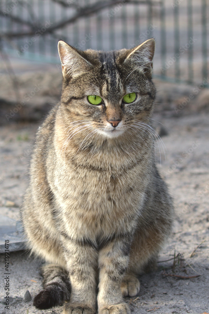 A beautiful cat carefully examines the surroundings of the city park. Domestic cat outdoors. Pet. Close-up.