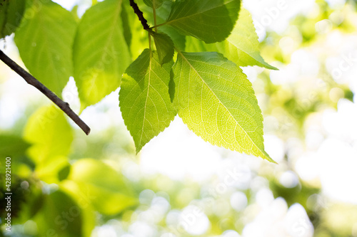 green leaves background