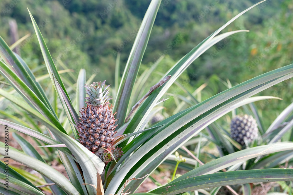 Close up of a young pineapple. The pineapple (Ananas comosus) is a tropical plant with an edible fruit and the most economically significant plant in the family Bromeliaceae Close up of a young pineapple. The pineapple (Ananas comosus) is a tropical plant with an edible fruit and the most economically significant plant in the family Bromeliaceae