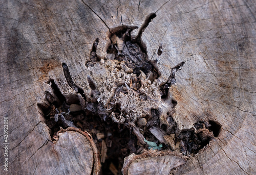 Close up of a rotting log with termite trails