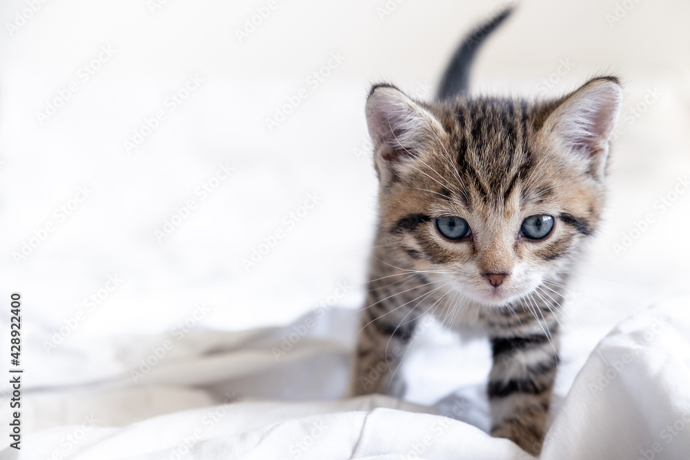  little striped playful kitten playing on bed at home. Healthy adorable domestic pets and cats