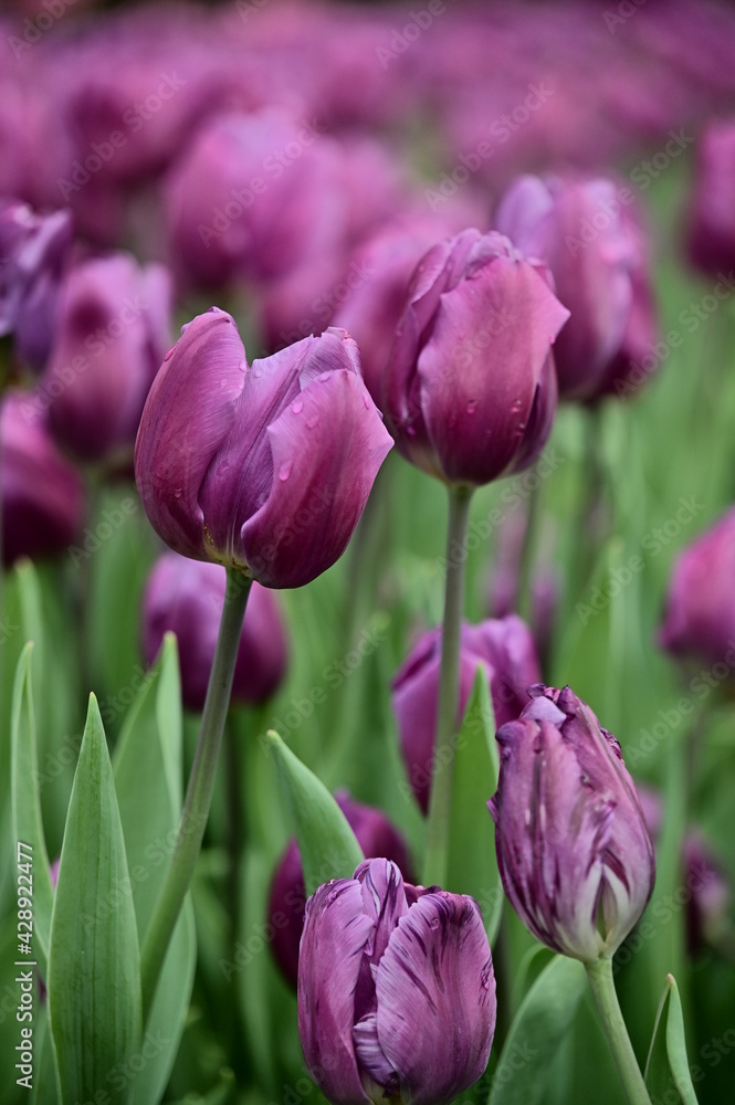 Close-up shot of purple tulips swaying in the wind in the garden on a beautiful spring day. Tulip festival. Beauty of nature. Vibrant color blooming in spring garden. Flower bed. Close-up shot of purple tulips swaying in the wind in the garden on a beautiful spring day. Tulip festival. Beauty of nature. Vibrant color blooming in spring garden. Flower bed.