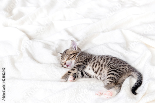 Cute Small striped kitten sleeps on white light blanket at home. Concept of adorable pets. Copyspace.