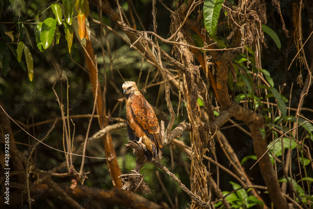 Vida Silvestre - Amazonía Peruana