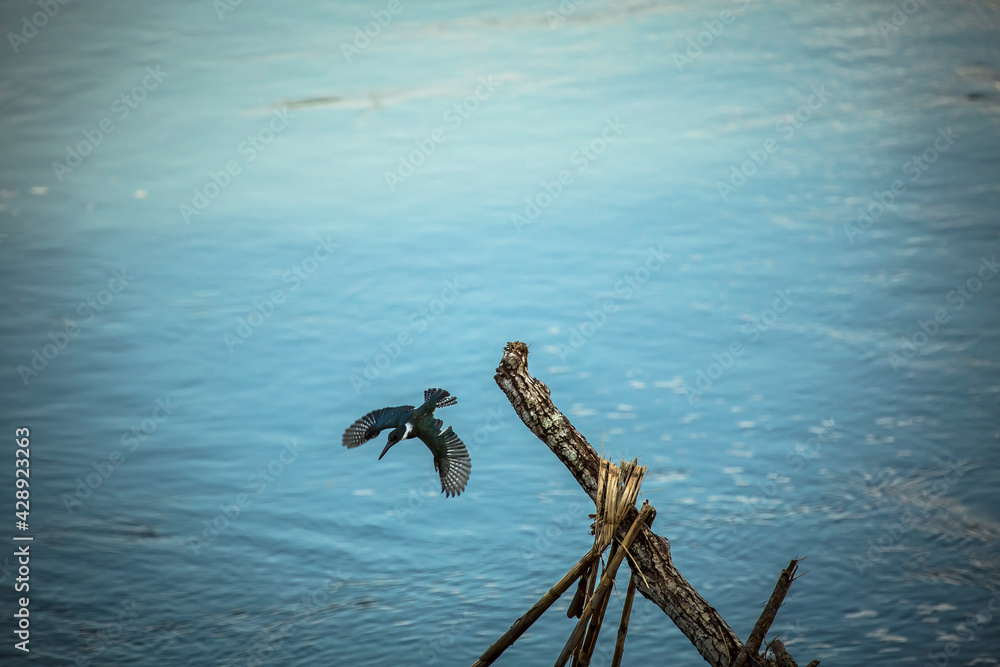 Naklejka premium Vida Silvestre - Amazonía Peruana