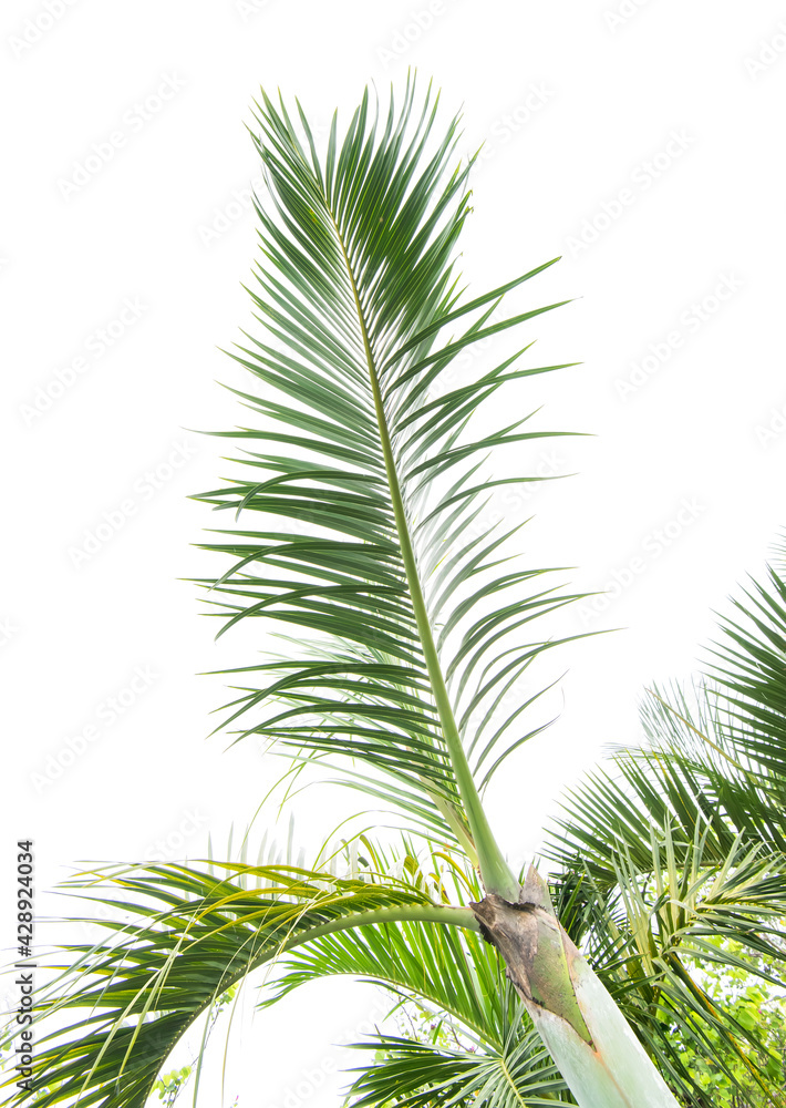 palm tree isolated on white background palm tree isolated on white background