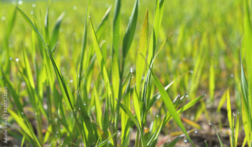 Obraz premium young leaf of wheat growing in a field in spring