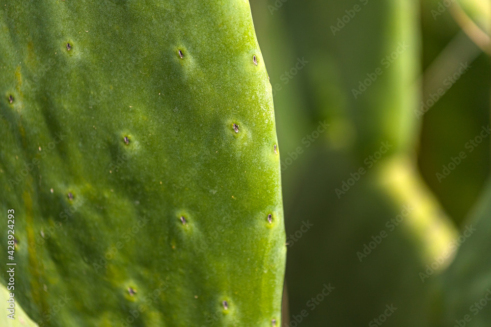 Close-up of a bright green cactus under a bright tropical sun. Close-up of a bright green cactus under a bright tropical sun.