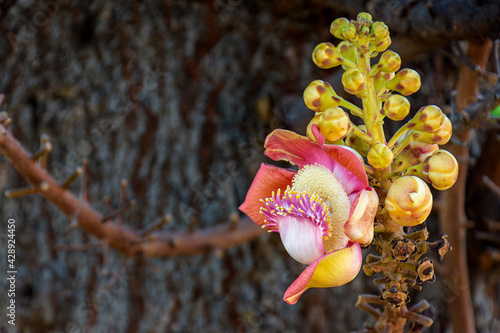 Beautiful Cannonball tree blooming or Shorea robusta flower bunch on its tree branches