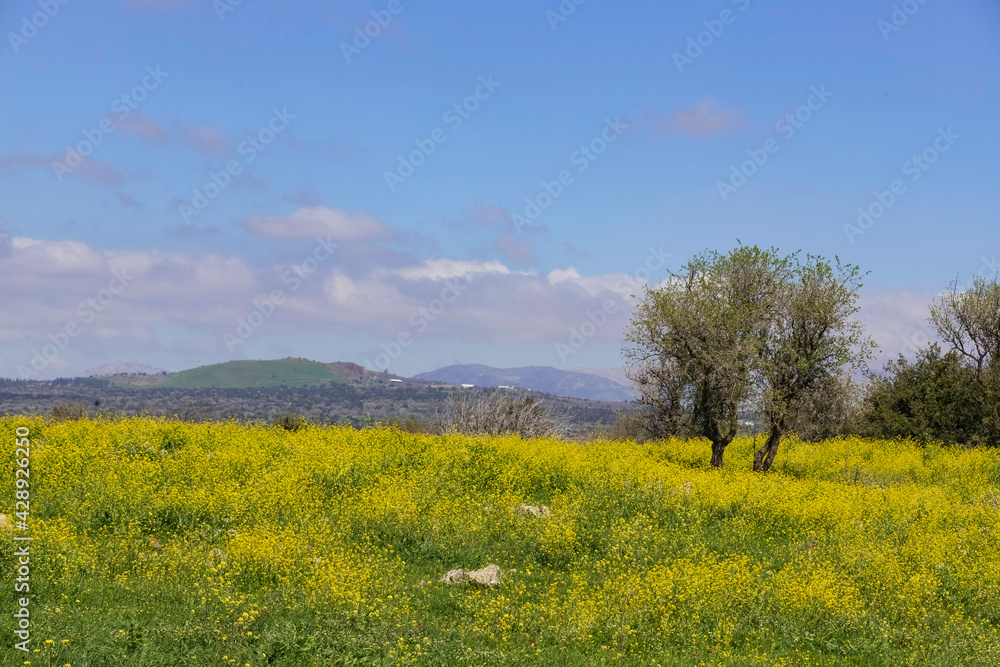 Meadow with blooming flowers and trees against the sky