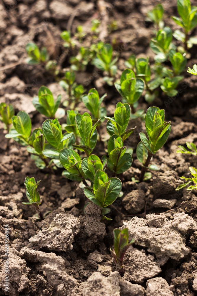 Mint seedlings grow in the garden, a fragrant beneficial plant begins to appear. Mint seedlings grow in the garden, a fragrant beneficial plant begins to appear.