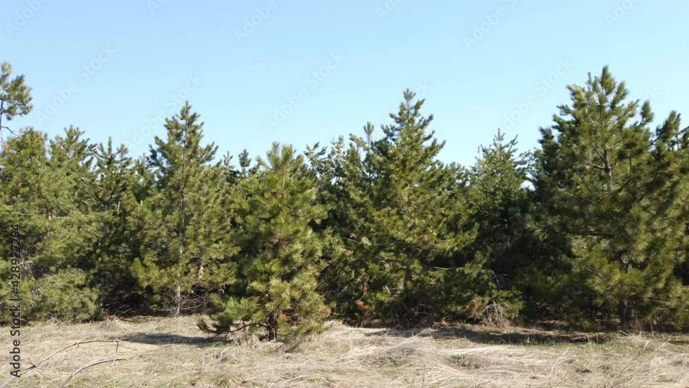 Beautiful spring green pine forest landscape. Sunny green foliage of trees isolated on clear sunny sunset blue sky background Beautiful spring green pine forest landscape. Sunny green foliage of trees isolated on clear sunny sunset blue sky background