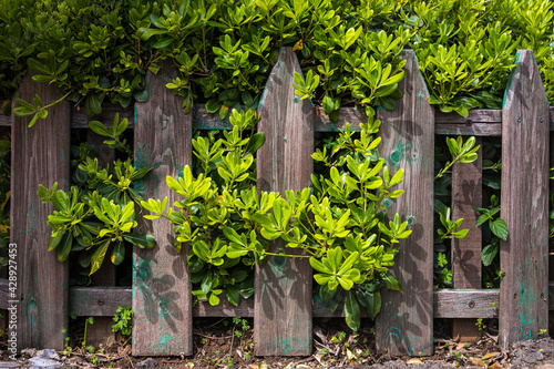 A wooden fence made of lining with bright light green leaves . Mockup for design with tropical leaves