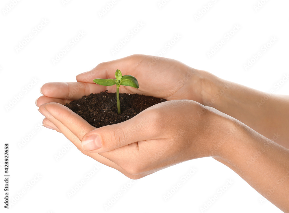 Female hands with green seedling and heap of soil on white background Female hands with green seedling and heap of soil on white background