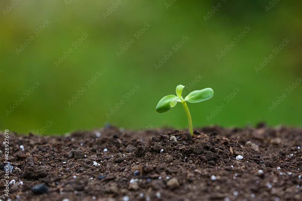 Green seedling growing in soil outdoors Green seedling growing in soil outdoors