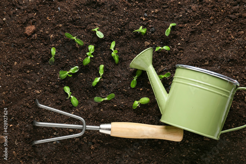Green seedlings with gardening tools outdoors