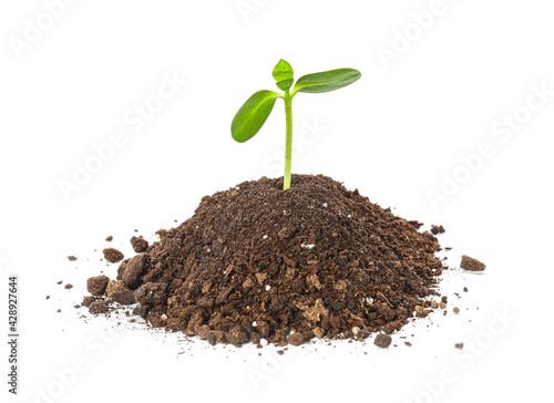 Green seedling with heap of...