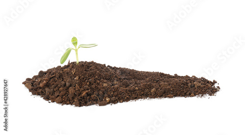 Green seedling with heap of...