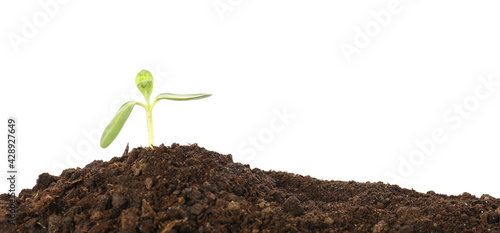 Green seedling with heap of...