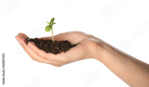 Female hand with green seedling and heap of soil on white background