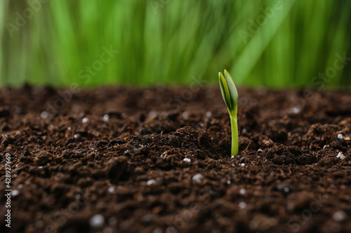 Green seedling growing in s...