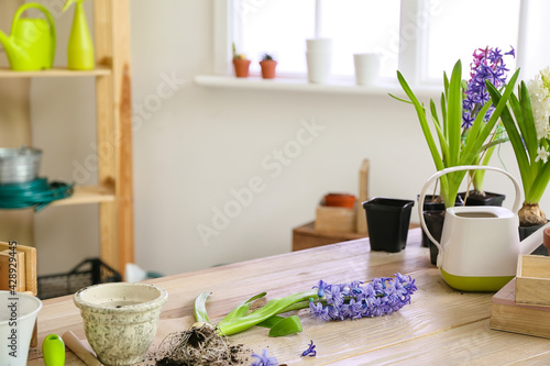 Blooming plants and gardening tools on table